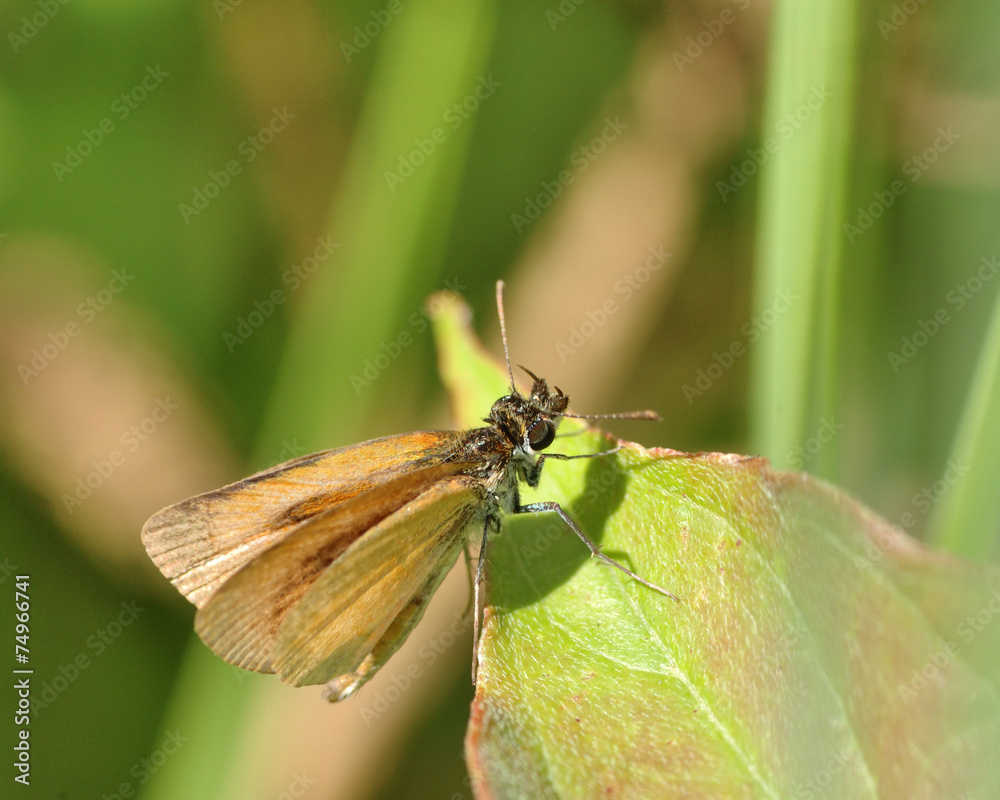 Poster Skipper Butterfly