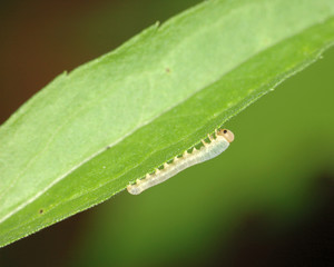 Caterpiller