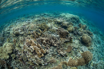 Healthy Coral Reef