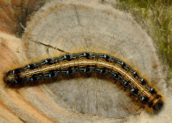 Tent Caterpillar