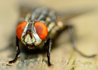 Fly On A Wooden Plank