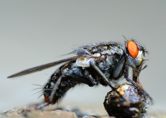 Fly Eating.