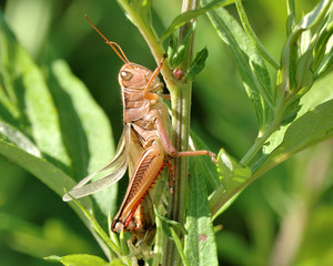 Grasshopper