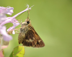 Skipper Butterfly