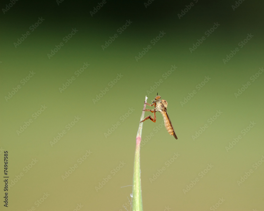 Wall mural Robber Fly