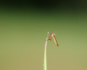 Robber Fly