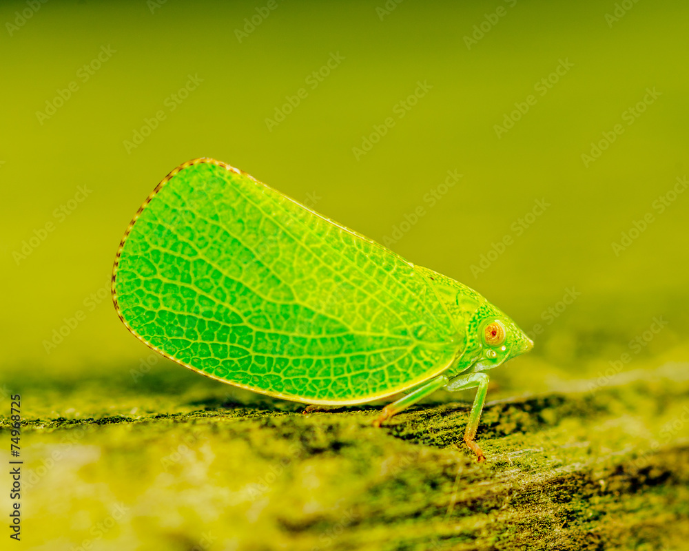 Poster Green Leaf-hopper