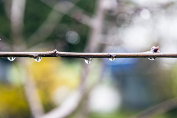 Raindrops on buds of the tree