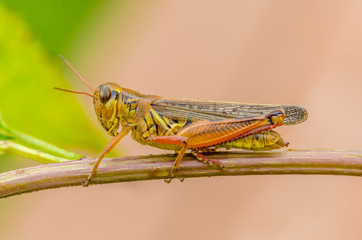 Grasshopper