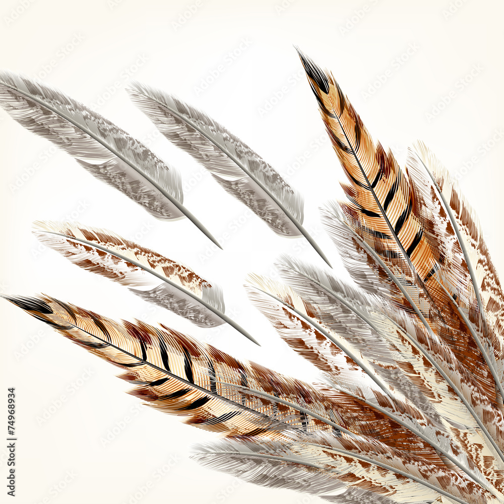 Poster Feathers vector background