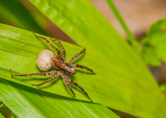 Wolf Spider