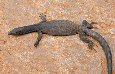 Goanna lizard, outback Australia