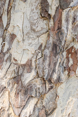 Tree Bark Background Texture