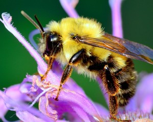 Bumble Bee