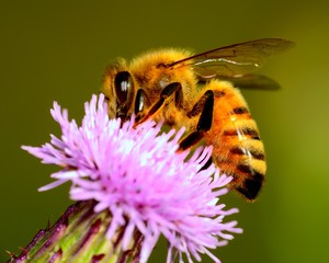 Honey Bee