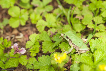 アマガエル　千葉