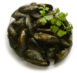 Mytilus galloprovincialis Mussel Cozza Mejillón Expo 2015 Milano