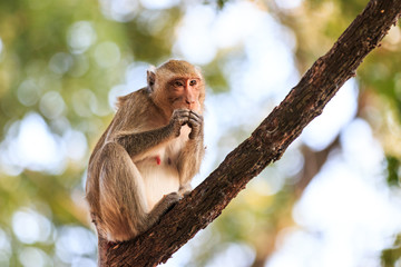 Monkey (Crab-eating macaque) on tree in Thailand