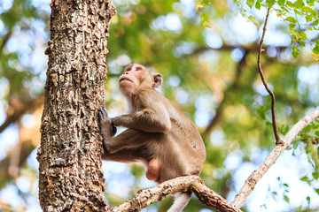 Monkey (Crab-eating macaque) on tree in Thailand