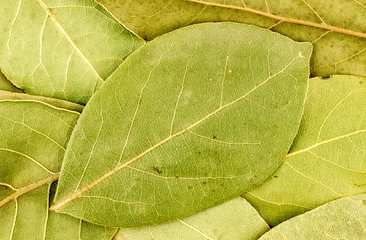 Background texture of bay leaves