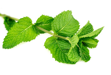 Closeup of fresh home-grown mint leaves isolated
