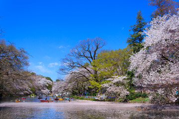 Cherry blossoms at the Inokashira Park in Tokyo