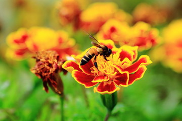 Bee sucking nectar from flowers.