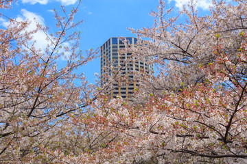 Cherry blossoms along the Meguro river in Tokyo