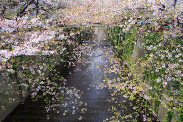 Fototapeta premium Cherry blossoms along the Meguro river in Tokyo