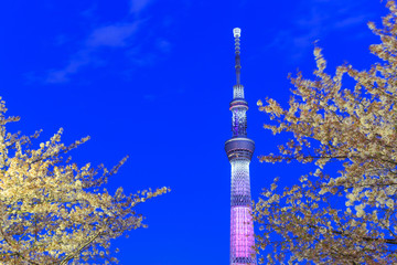 Fototapeta premium Cherry blossoms and the Tokyo Sky Tree in Tokyo at dusk