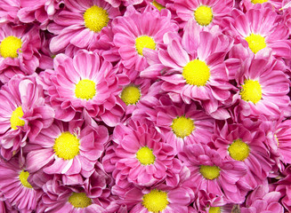 Colorful flower background