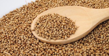 Coriander seed in wooden spoon
