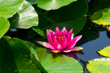 Red water lily