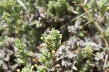 Flowers and leaves of Crucianella maritima