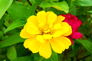Yellow Zinnia flower