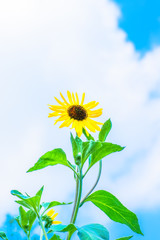 Blue sky and white clouds in Summer