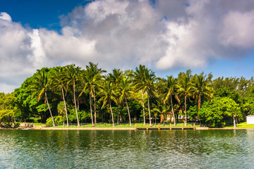 Fototapeta na wymiar Palm trees along the Collins Canal, in Miami Beach, Florida.