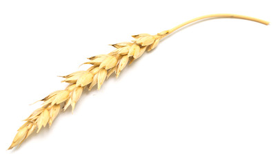 wheat ear