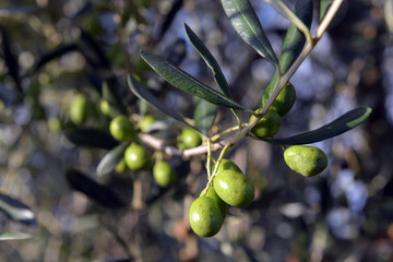 Green Olives on the tree