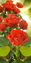 image of beautiful roses on sun background