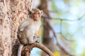 Monkey (Crab-eating macaque) on tree in Thailand