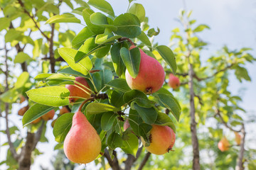 Ripe pears