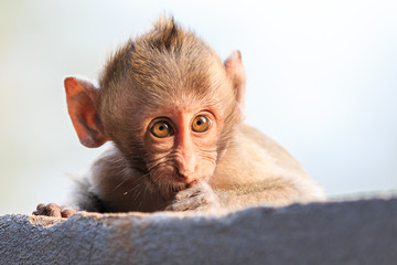 Close-up of Little Monkey (Crab-eating macaque) in Thailand