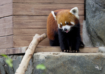 Малая панда (красная панда). - obrazy, fototapety, plakaty