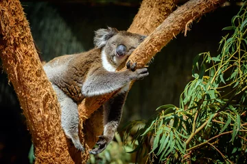 Foto op Canvas Slapende koala © myphotobank.com.au