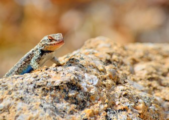 Plateau side-blotched lizard