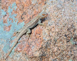 Plateau side-blotched lizard
