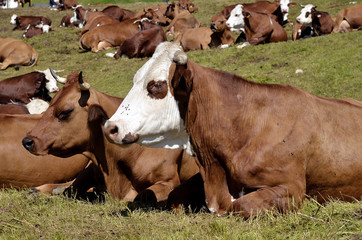 Closeup of Abondance cow lying on grass