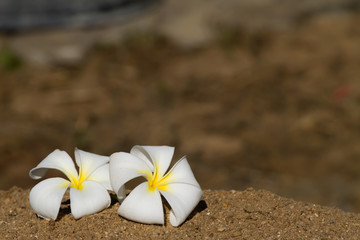 Plumeria