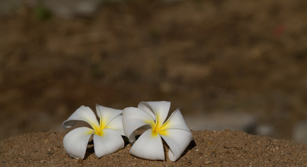 Plumeria